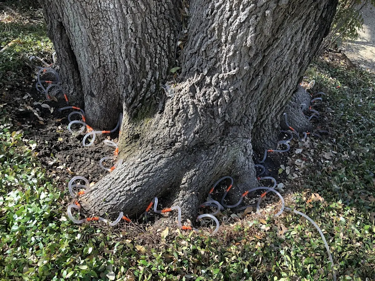 Detailed Tree Cabling and Bracing job site in Allendale