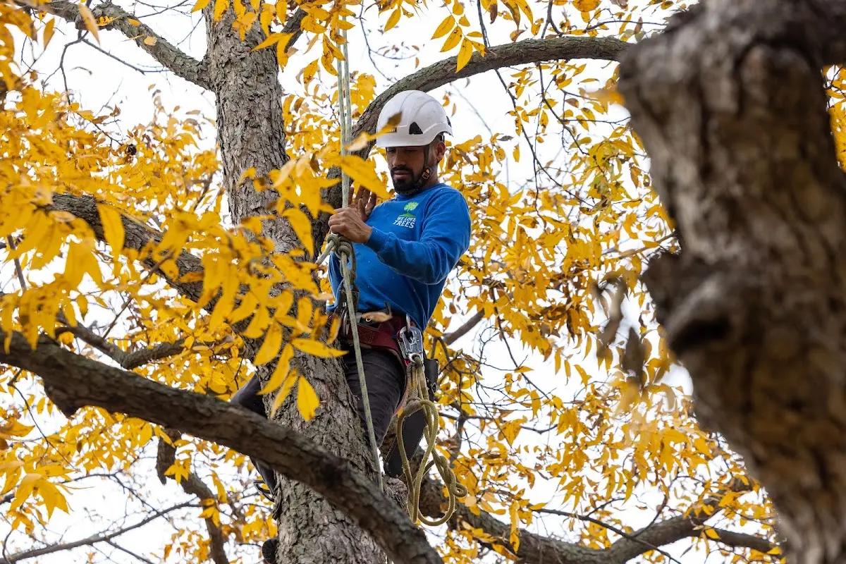 Skilled Tree Trimming crew working in Allendale