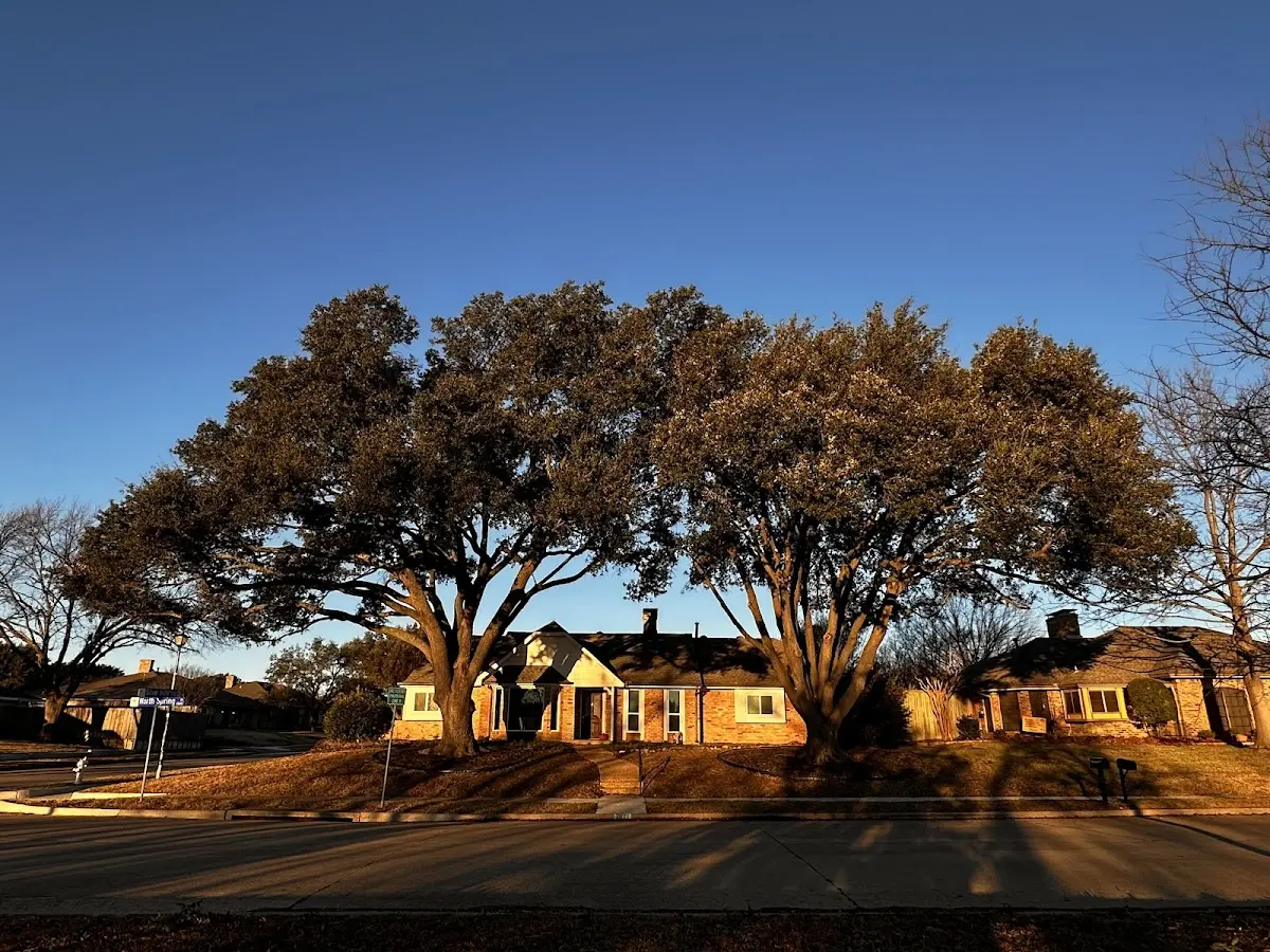Established residential canopy tree shading a home in Allendale